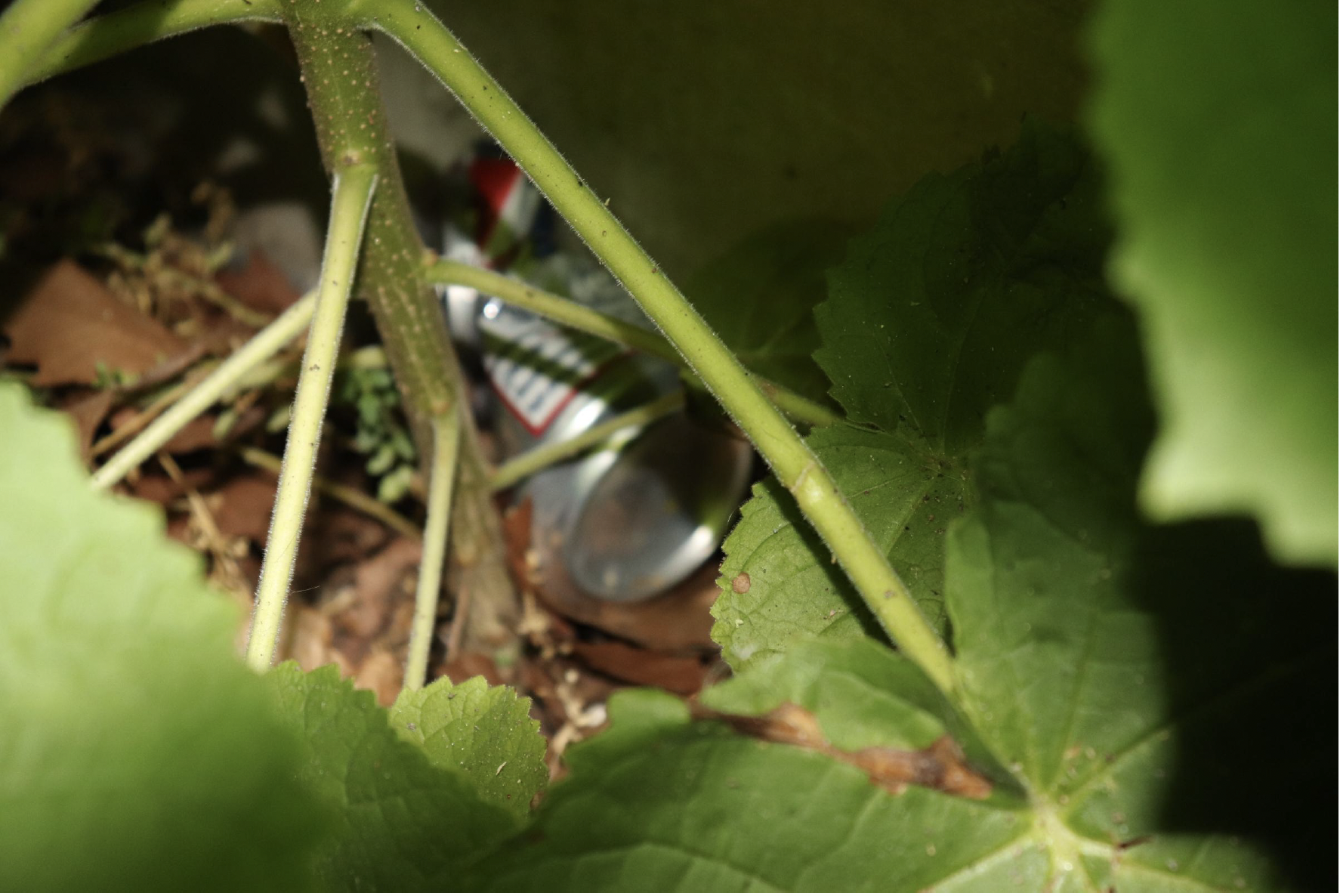 An unfocused image of a beer can. Image is taken from the mid-point of a bush to give the 
                        perspective of the viewer looking directly at a can which is located among a pile of brown leaves,
                        at the bottom of the bush